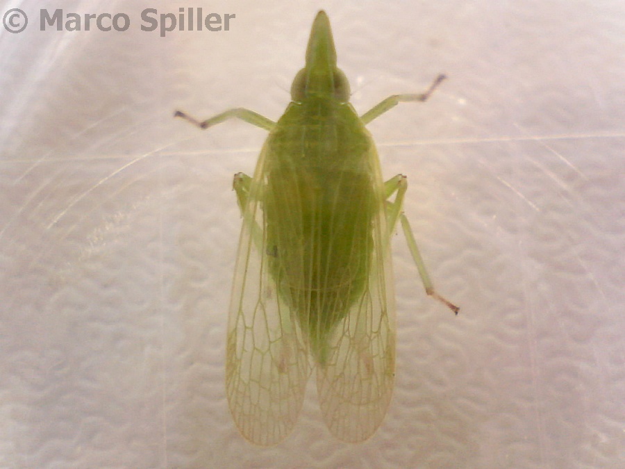 Dictyopharidae: Dictyophara europaea del Veneto